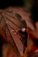 Macro snail autumn