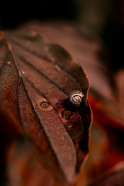 Macro snail autumn by Asia Hofman |  Lifestyle Fotograaf