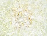 Soft White (White soft dandelion fluff) by Caroline Lichthart thumbnail