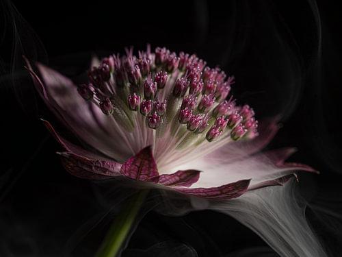 Magie botanique - Astrantia major rose-violet, avec un jeu de lumières enchanteur sur Marjolijn van den Berg