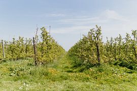 Gaarde von Myrthe Vlasveld