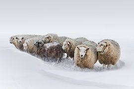 Schapen in de sneeuw. van Johan Kalthof