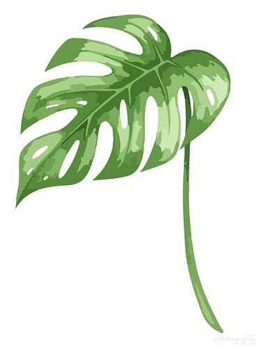Monstera – Botanica in witte stilte 01