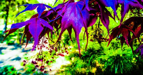 Paarse pladeren met Bloemen