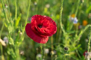 Rote Mohnblume und grüne Sommerwiese