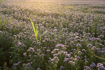 Viooltjes phacelia, phacelia, bijenvriend, tufted beauty van Karina Gebert