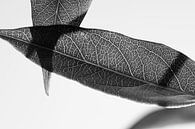 Blätter der Glyzinie (schwarz und weiß) von Tot Kijk Fotografie: natuur aan de muur Miniaturansicht