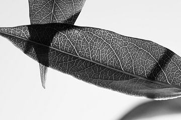 Bladeren van de blauwe regen (zwartwit) van Tot Kijk Fotografie: natuur aan de muur