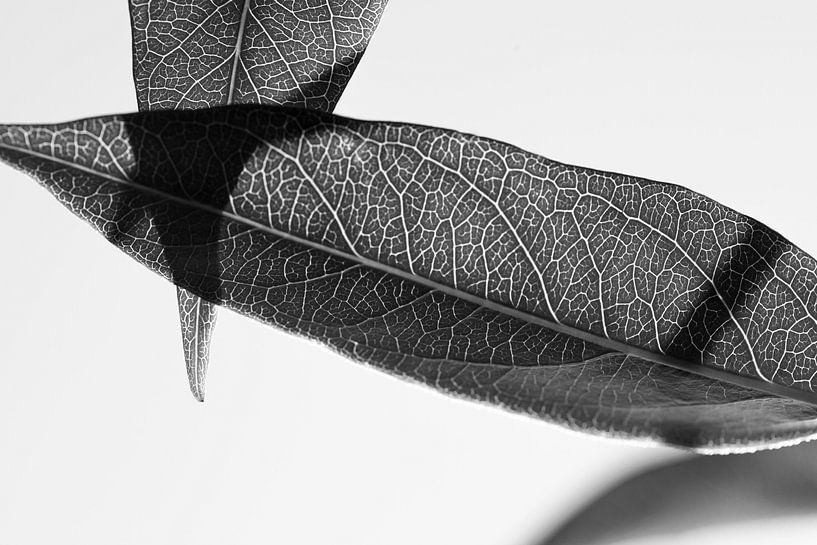 Blätter der Glyzinie (schwarz und weiß) von Tot Kijk Fotografie: natuur aan de muur