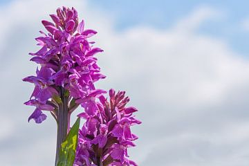 orchidées sauvages l'orchidée à fleurs larges