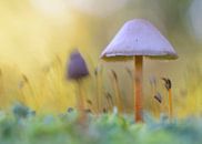 Pilz in einem Wald aus Bechermoos von rik janse Miniaturansicht
