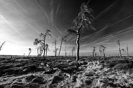 Hautes Fagnes en noir et blanc - 2