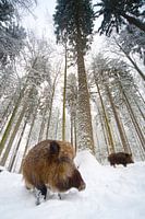 Everzwijn in het bos