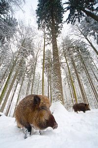 Everzwijn in het bos