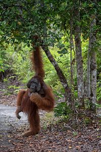 Alphamännchen in einem Orang-Utan-Rehabilitationszentrum