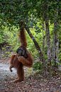Alphamännchen in einem Orang-Utan-Rehabilitationszentrum von Anges van der Logt Miniaturansicht