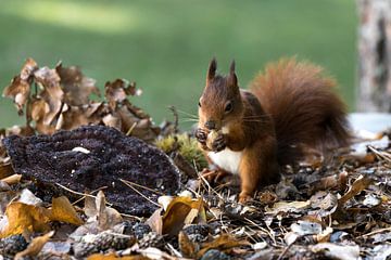 rotes Eichhörnchen auf der Suche nach Nahrung auf einem Herbsttisch