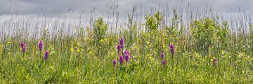 wild orchids in bloom
