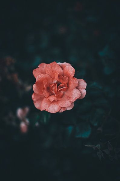 Flower by Jan Eggenberger