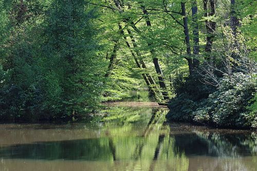 Teich im Wald