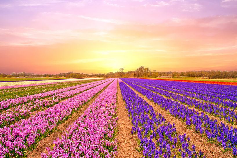 Flowering tulip fields in North Holland by Eye on You