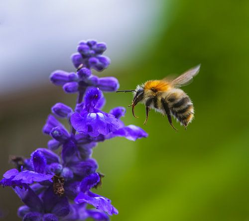 Markro van een vlooiende hommel op een blauwe saliebloem