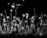 Die kleinen Blumen