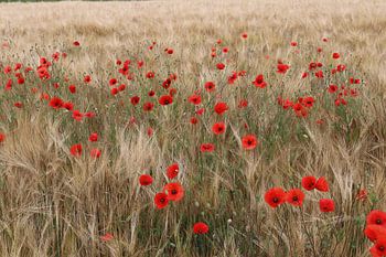 Roter Mohn 4