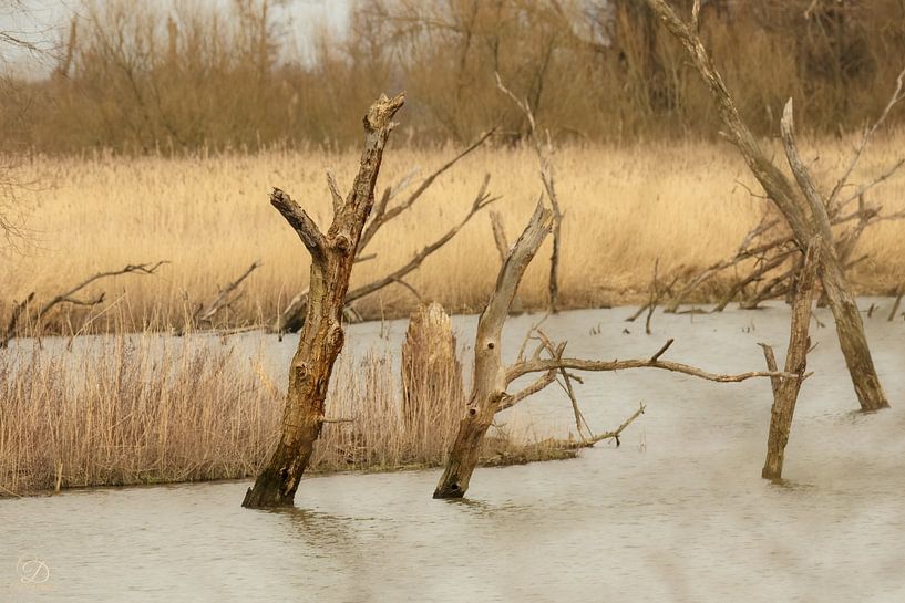 landscape (trees) by cd_photography