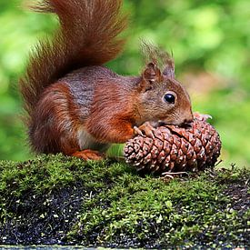 Rotes Eichhörnchen von Ronny Struyf