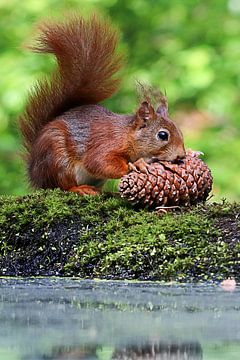 Red Squirrel by Ronny Struyf