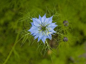 Jungfer im Grünen (Nigella damascena)