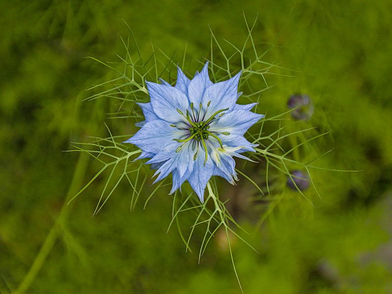 love-in-a-mist (Nigella damascena) by Kristof Lauwers