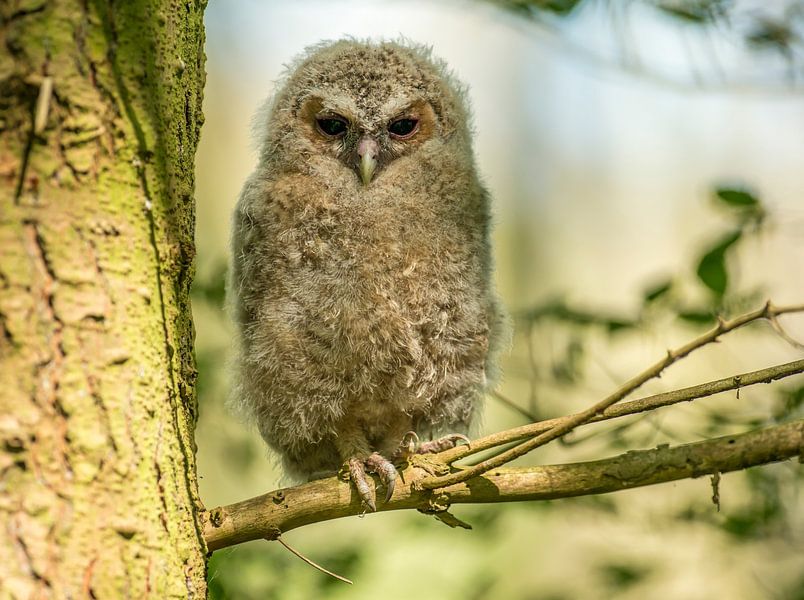Tawny Owl by Harry Punter