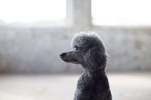 Grauer Pudel