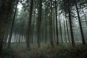 Mystischer Wald von Severin Pomsel