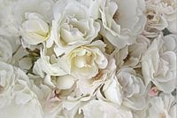 White Roses ( witte rozen )
