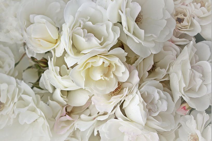 Weiße Rosen von Yvonne Blokland