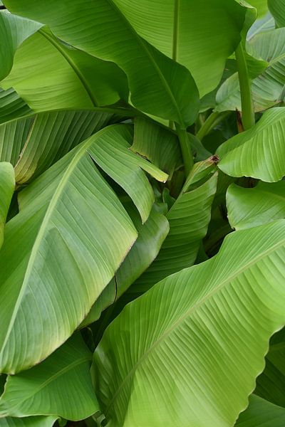 Feuilles de bananier par StudioMaria.nl