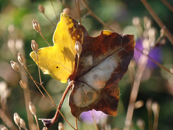 Blatt