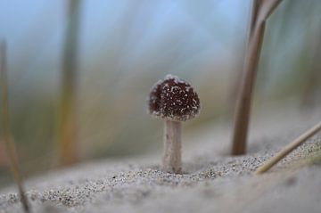Pilz am Nordseestrand von LukeTigch