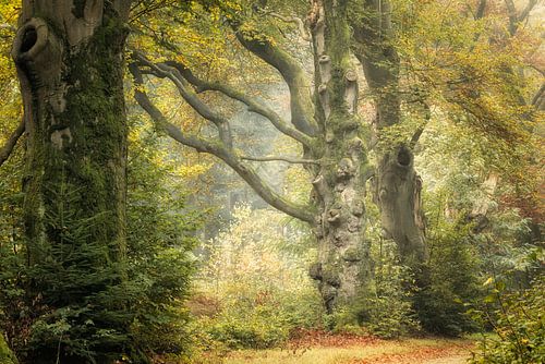 Herfst van de Magiërs