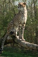 Cheetah op de uitkijk