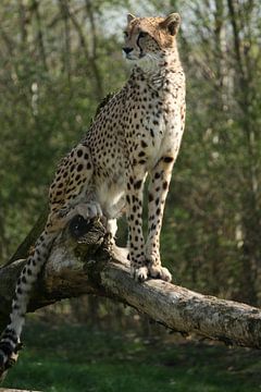 Cheetah à l'affût sur Suzanne Schoepe