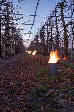 Fire pots cherry orchard