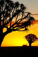 Kokerbomen in Namibië