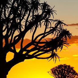 Kokerbomen in Namibië van Edith Büscher