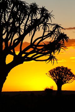 Kokerbomen in Namibië van Edith Büscher