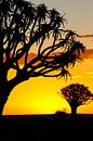 Kokerbomen in Namibië van Edith Büscher thumbnail