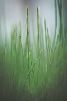 Gras